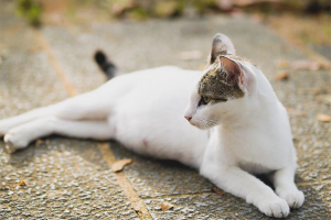  Wie kann man verstehen, dass eine Katze schwanger ist?