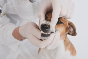  Hoe wijnsteen van een hond te verwijderen