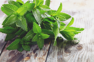  The benefits and harm of mint