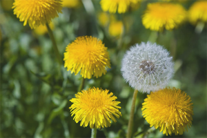  De voordelen en schade van paardenbloemen