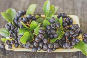  Chokeberry خلال فترة الحمل