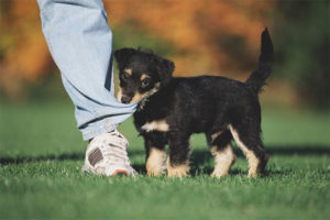  Een puppy bijten en de benen vastpakken