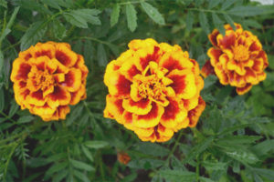  Medicinal properties and contraindications of marigolds