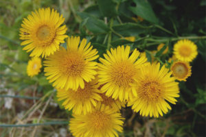  الخصائص الطبية وموانع من elecampane