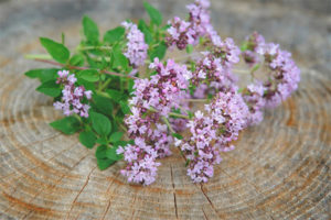  Medizinische Eigenschaften und Kontraindikationen für Oregano