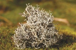  Medicinal properties and contraindications of Iceland moss