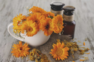  Medicinal properties and contraindications of calendula