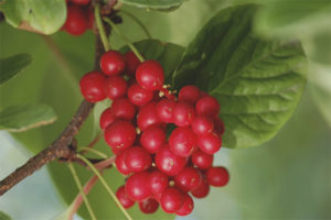  Medicinal properties and contraindications of Chinese Schizandra