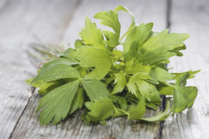  Medicinal properties and contraindications of lovage