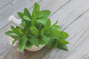  Medicinal properties and contraindications of lemon balm