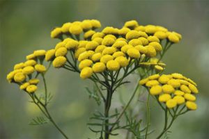  Medicinal properties and contraindications of tansy