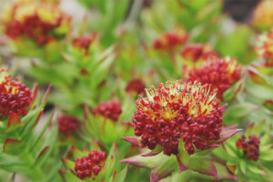  Geneeskrachtige eigenschappen en contra-indicaties van Rhodiola Rosea