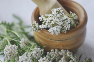  Medicinal properties and contraindications of yarrow