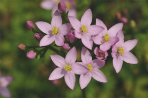  الخصائص الطبية وموانع من centaury