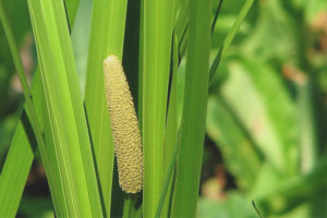  Geneeskrachtige eigenschappen en contra-indicaties van calamus calamus