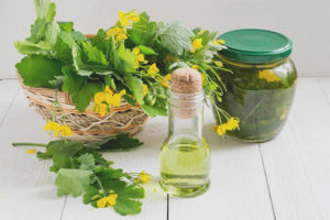  Medicinal properties and contraindications of celandine