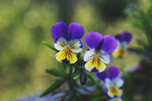  Medicinal properties and contraindications of violet tricolor