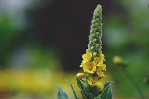  Healing properties and contraindications of mullein