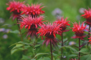  Medicinal properties and contraindications of the Monarda