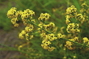  Medicinal properties and contraindications of the bedstraw