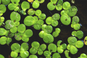  الخصائص الطبية وموانع من duckweed