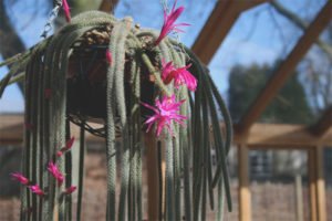  Teelt en verzorging van de aporocactus