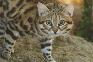  Black-footed cat