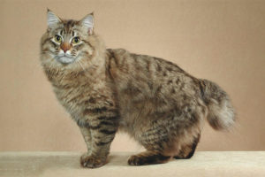  Amerikanischer Bobtail