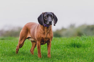  Bayerischer Berghund