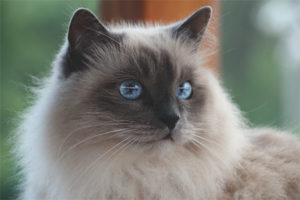  Birmanische Katze