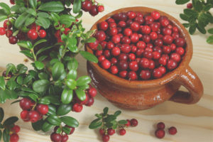  Lingonberry borstvoeding