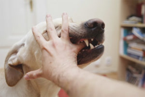  Was tun, wenn ein Hund beißt?