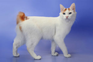  Japanese bobtail