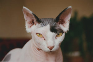  Kanadischer Sphynx