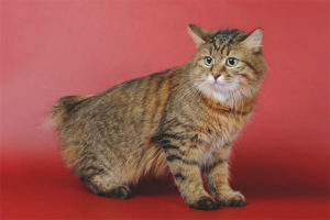  Kuril Bobtail