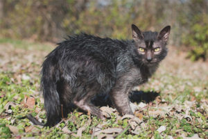  Gesicht (Katze-Werwölfe)