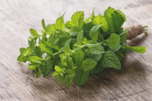  Mint borstvoeding