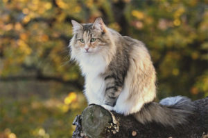  Norwegische Waldkatze