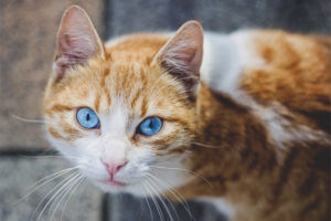  Azules Ojos