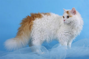  Selkirk Rex