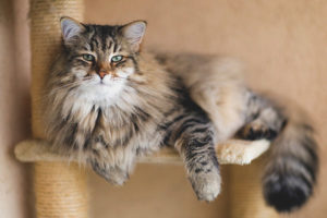  Siberian cat