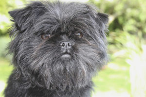  و Affenpinscher