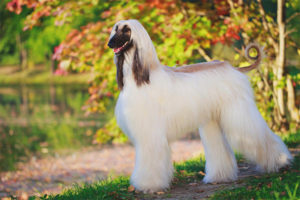  Afghan hound