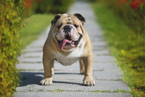  Englische Bulldogge