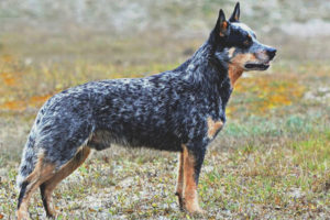  Australian Cattle Dog