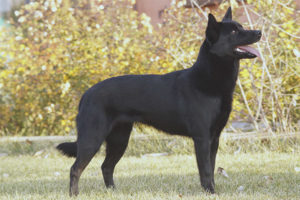  الاسترالي kelpie