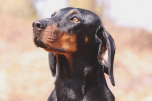  Österreichischer Jagdhund