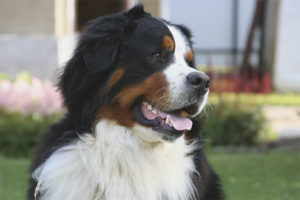  Berner Sennenhund