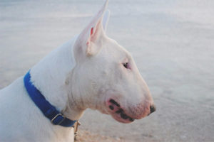  Bull terrier