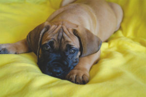  Boerboel